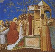 GIOTTO di Bondone Presentation of the Virgin in the Temple oil
